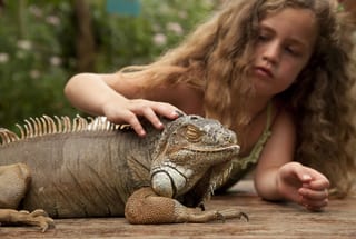 Streichelzoo Reptilien