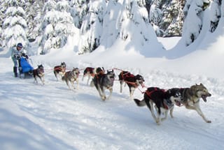 Husky Schlittenfahrt