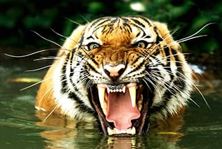 Tiere anschauen