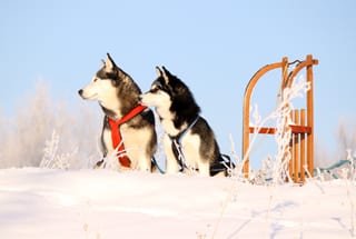 Husky Schlitten 