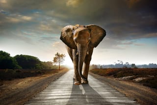 Erlebnisse mit Elefanten 